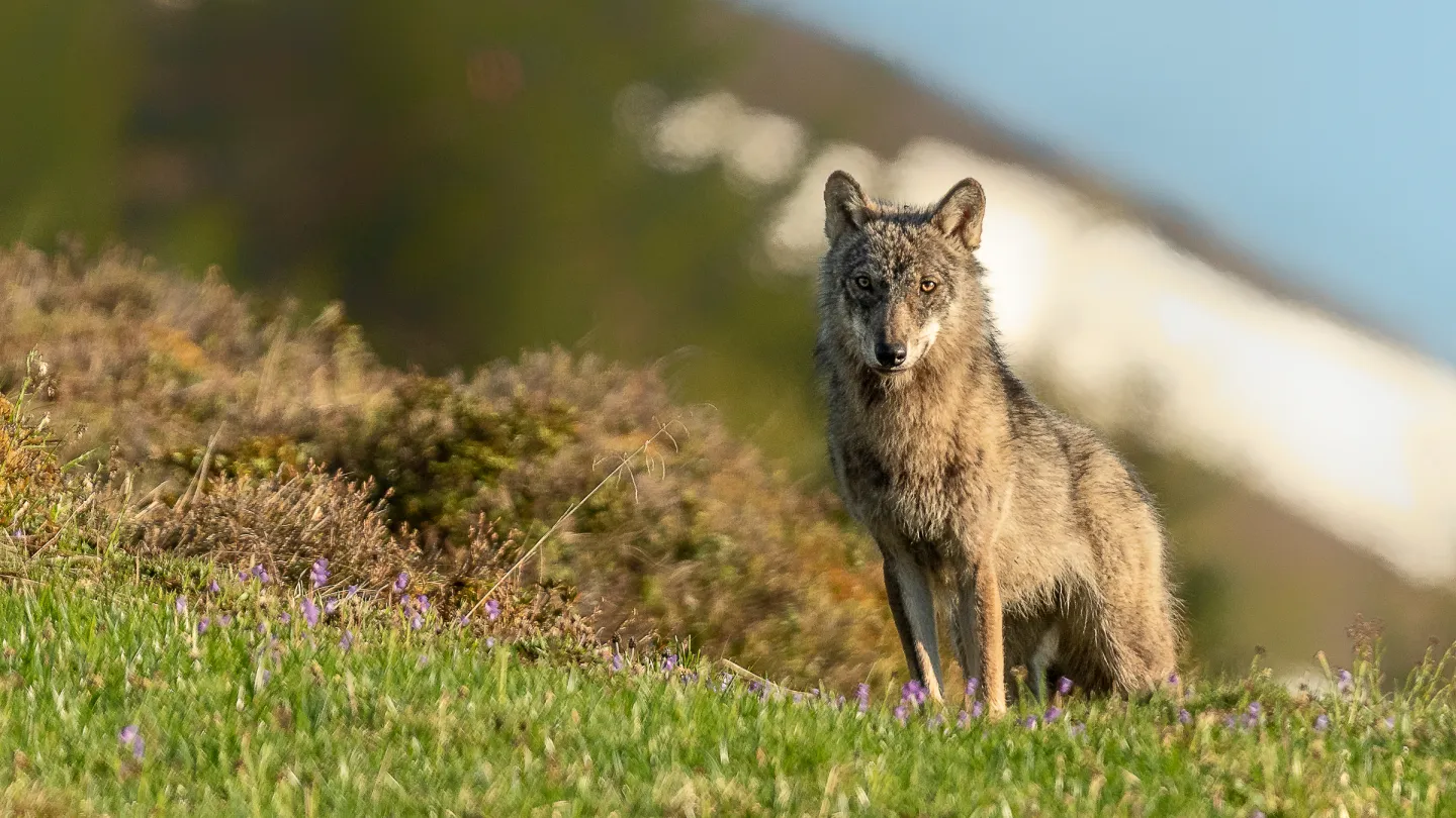Calanda Wolf, Graubünden