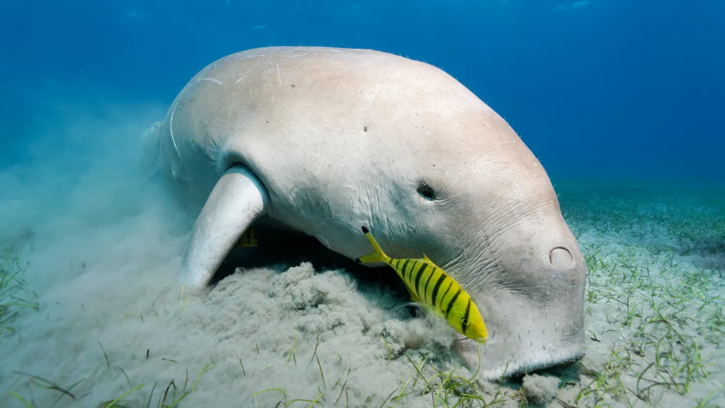 Dugong weidet auf Seegraswiese, Grosses Barriereriff, Australien