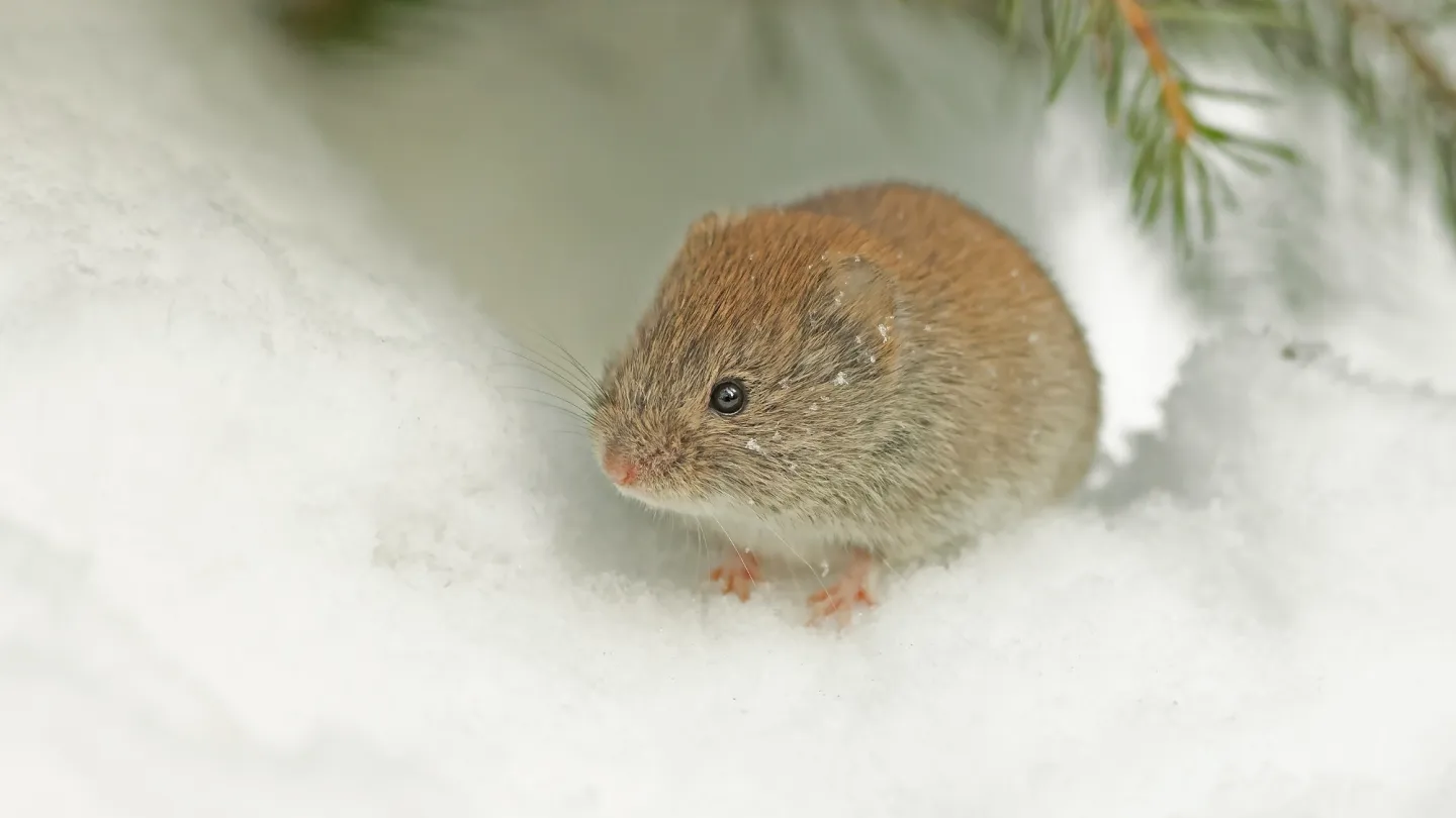 Maus im Schnee