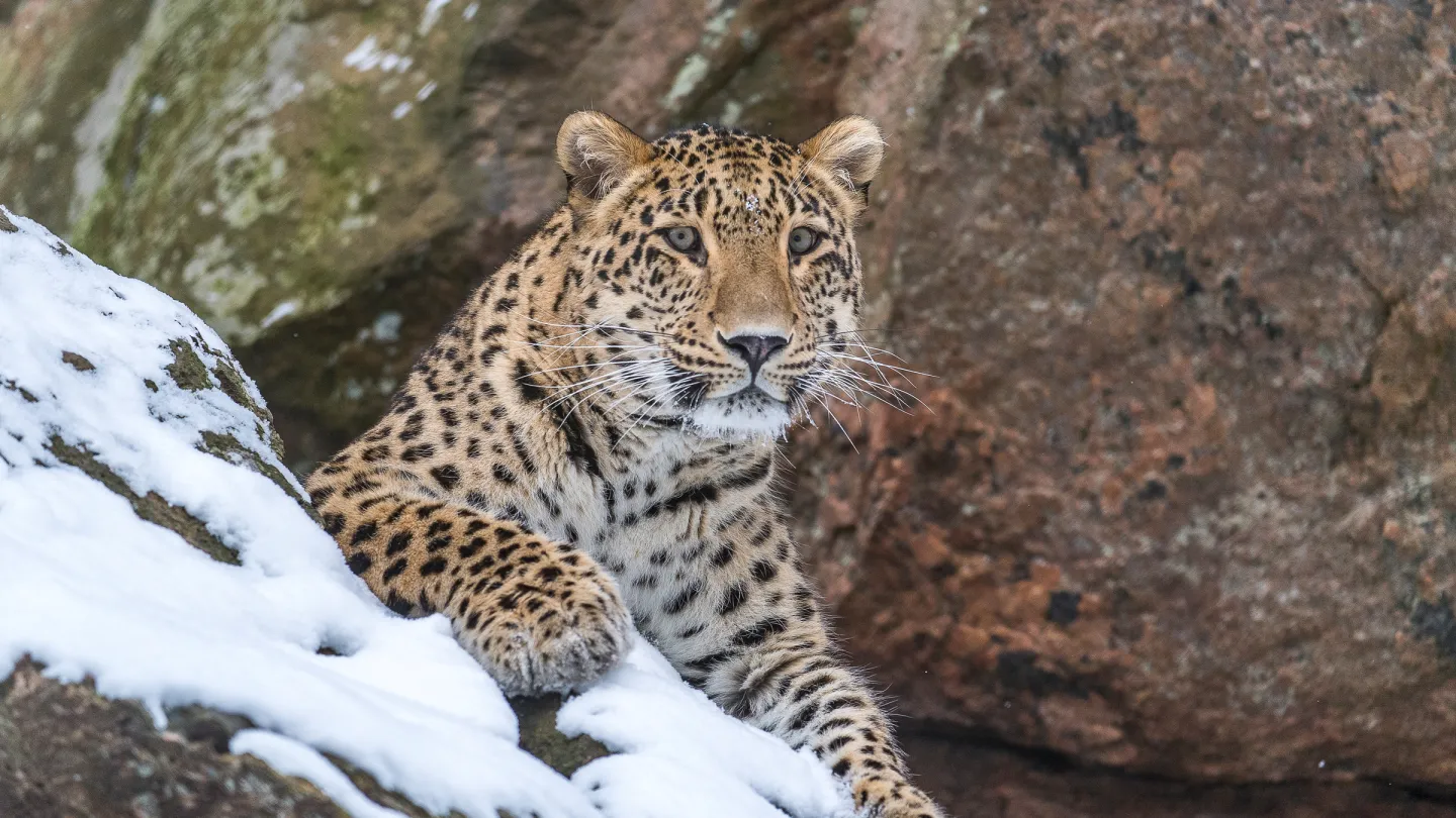 Persischer Leopard auf verschneitem Felsen