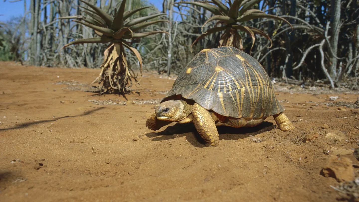 Strahlenschildkröte in einem Dornwald im Süden von Madagaskar