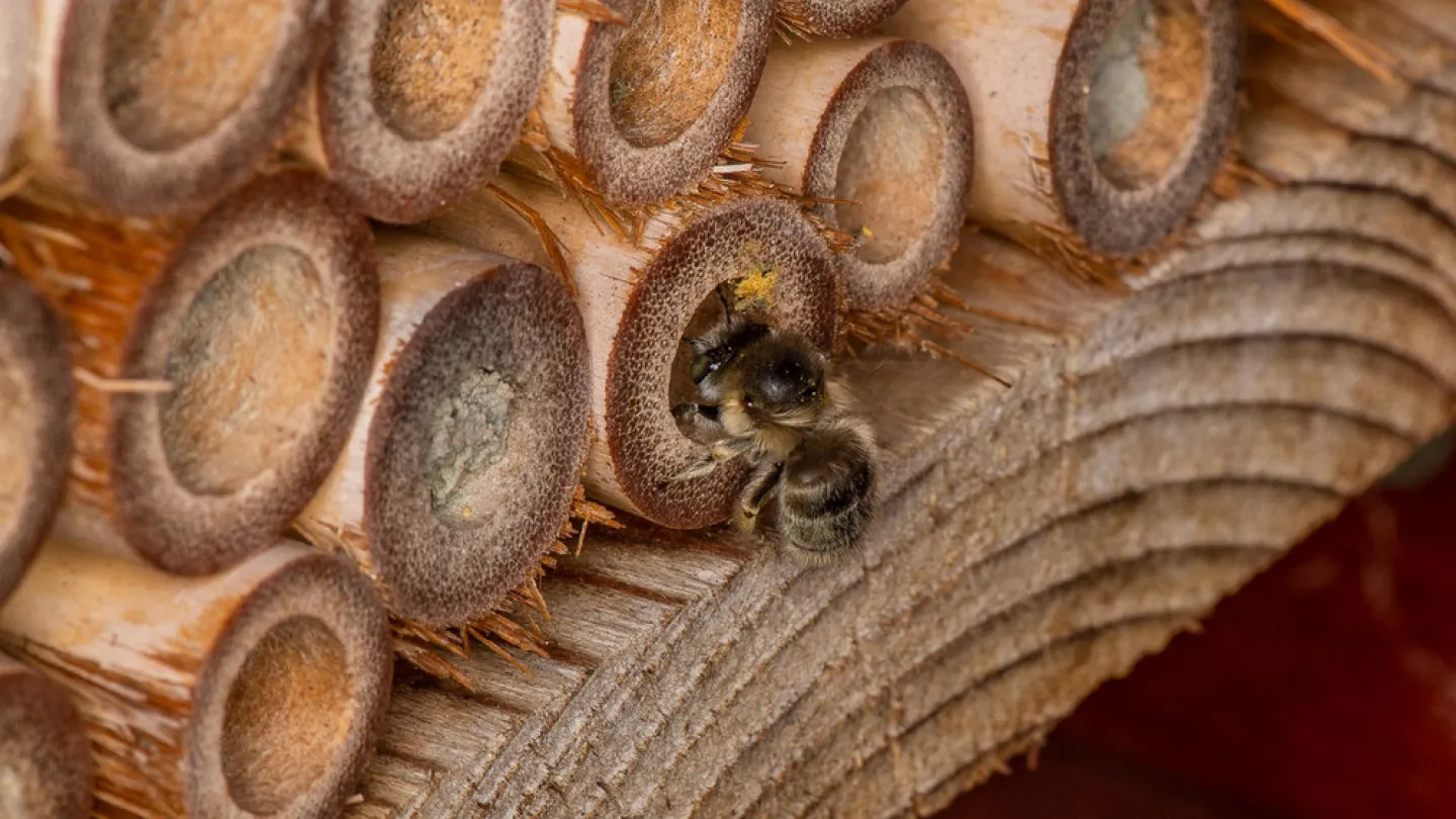 Bienenhotel