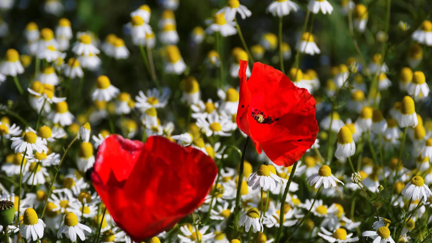 Klatschmohn im Blumenfeld