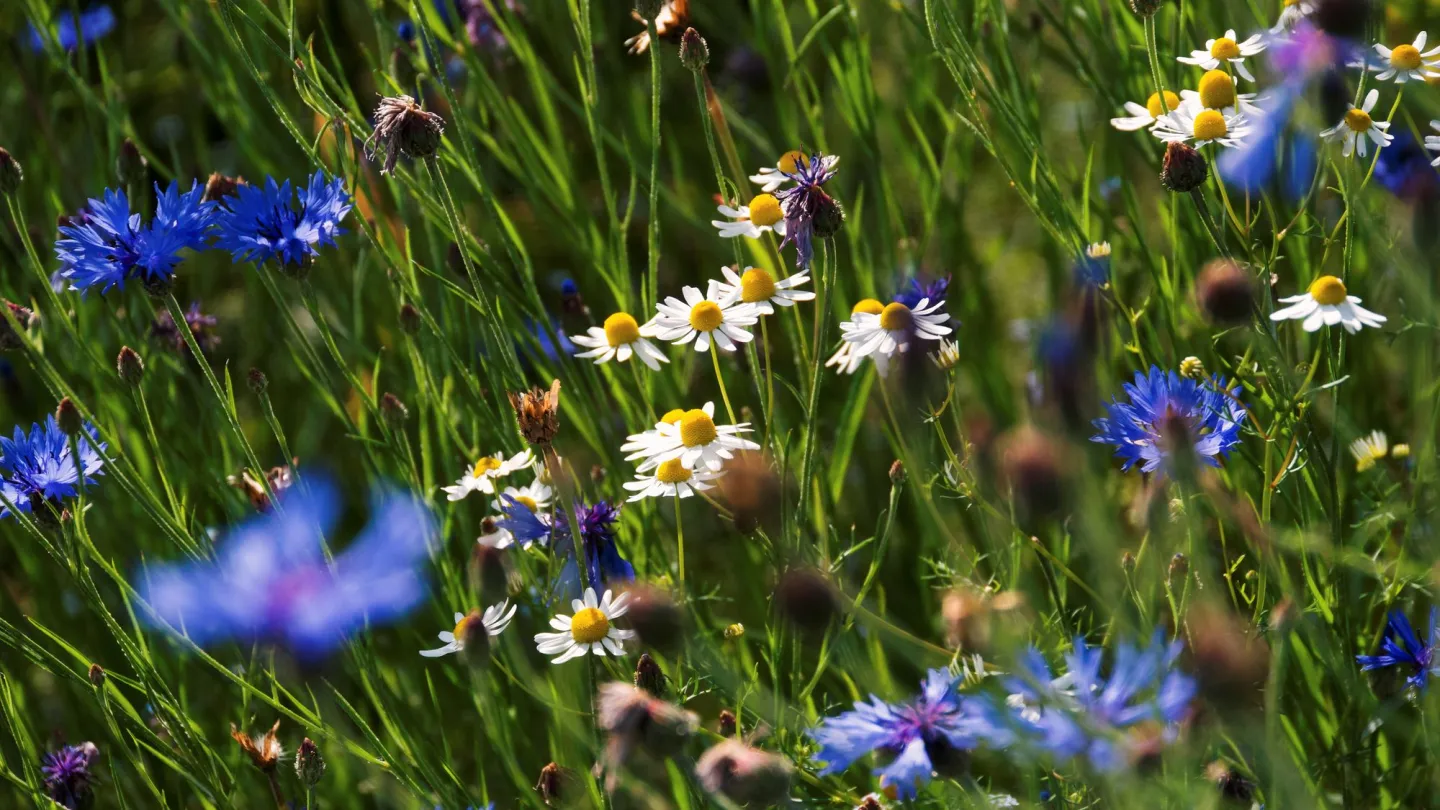 Blumenwiese