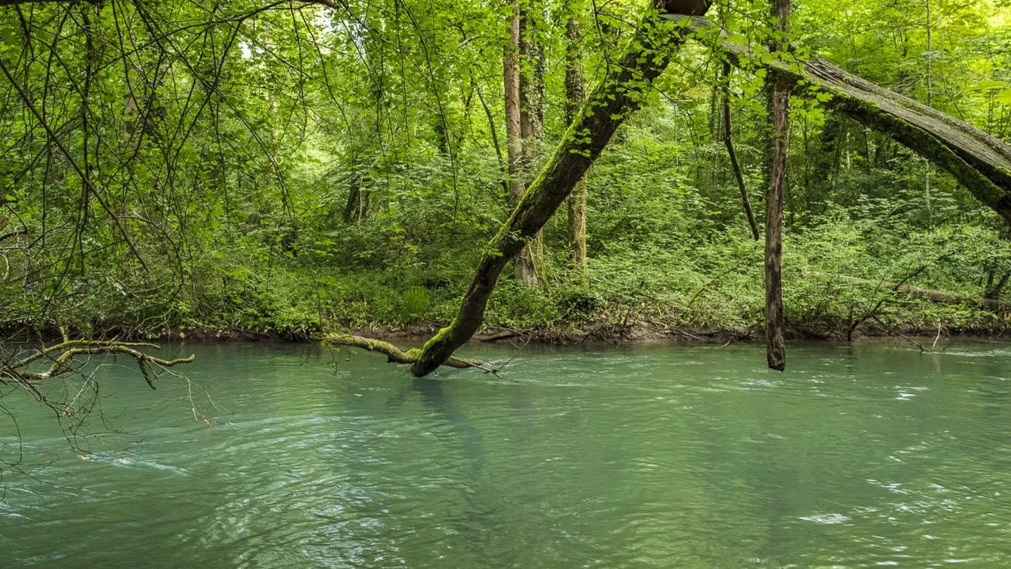 Äste über dem purpurnen Wasser der Alten Aare