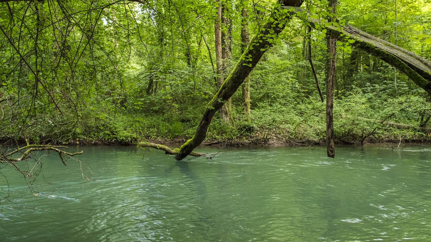 Äste über dem purpurnen Wasser der Alten Aare