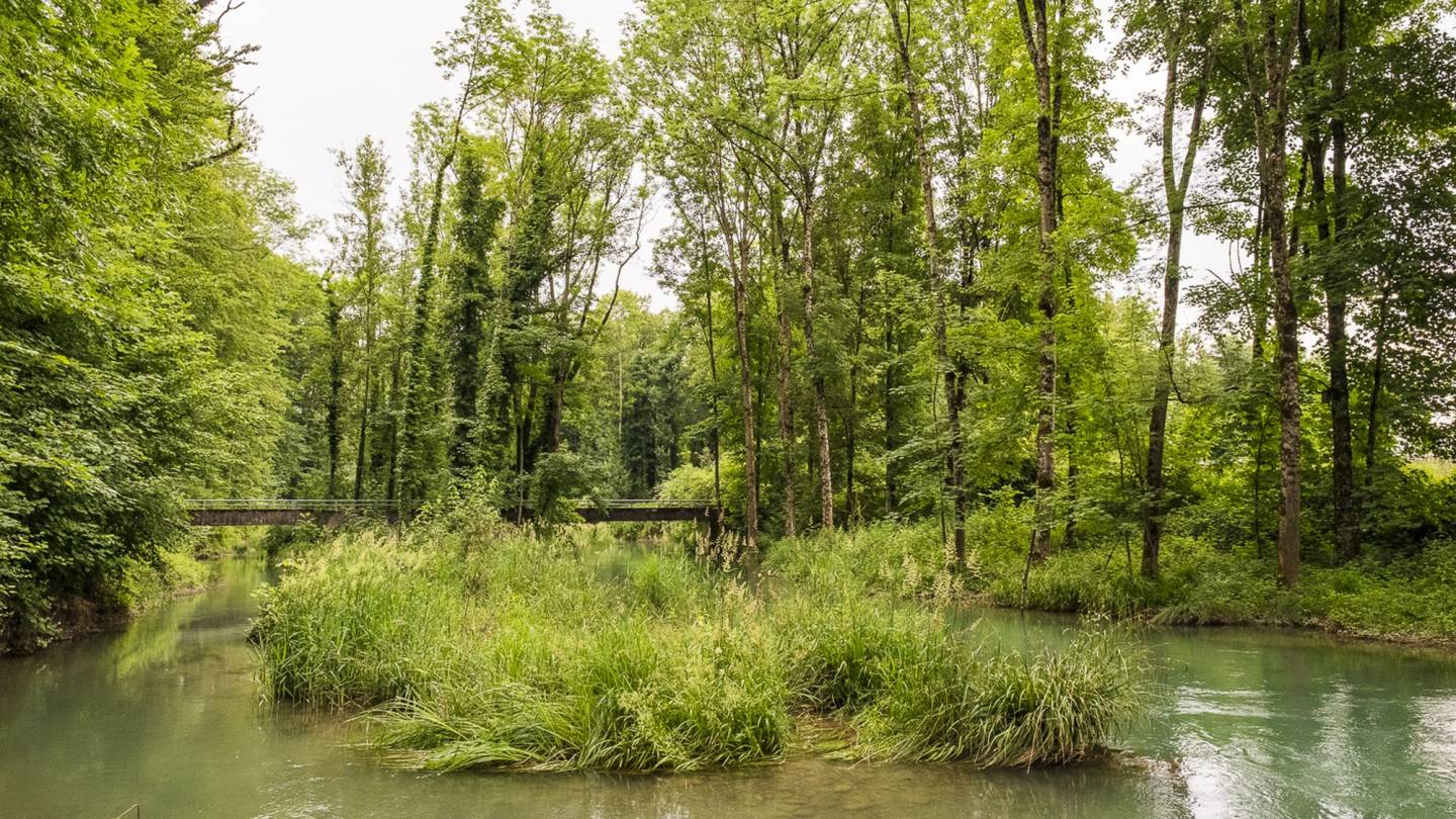Eine Brücke über die Alte Aare