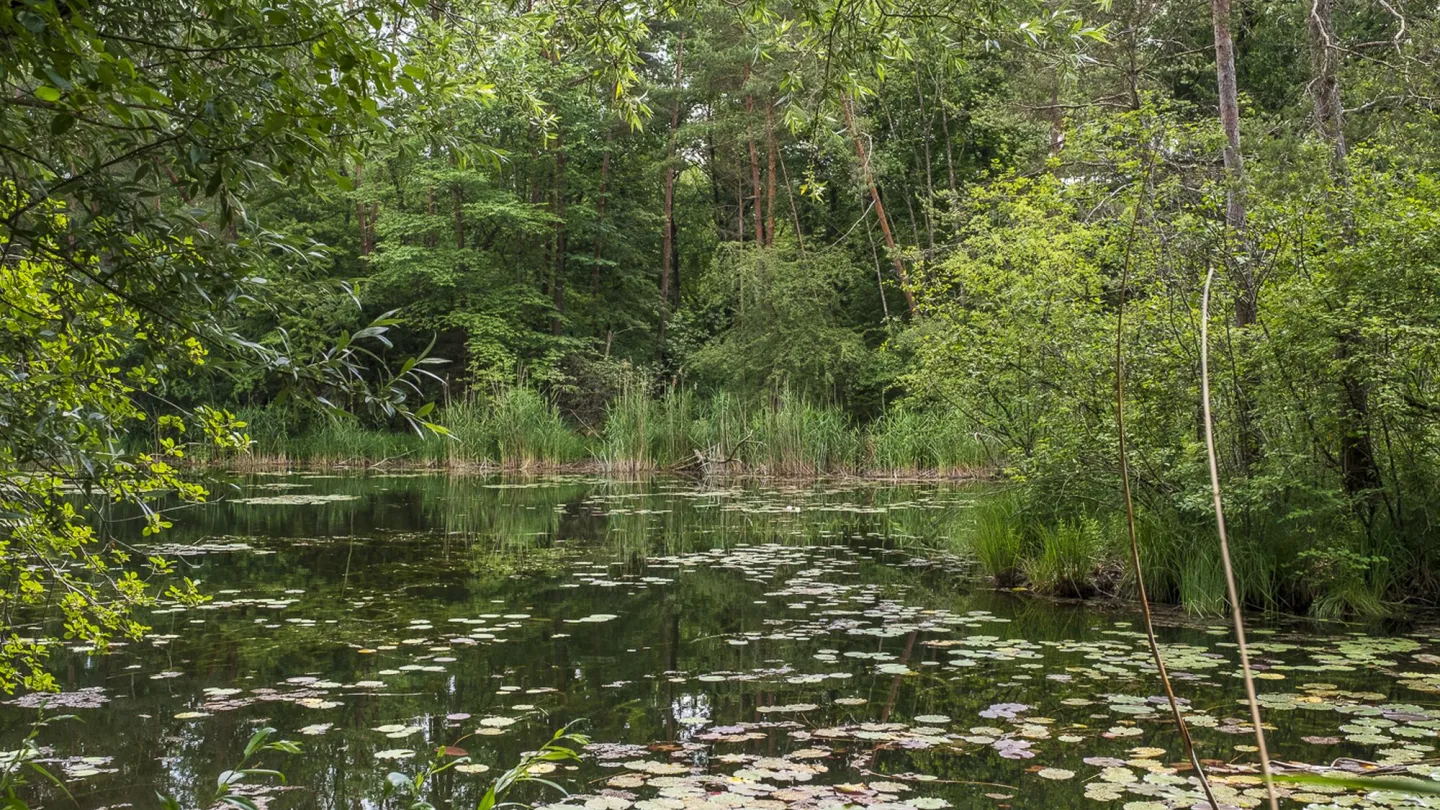 Ruhiges Wasser der Alten Aare
