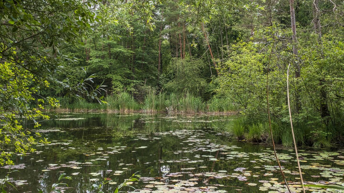 Ruhiges Wasser der Alten Aare