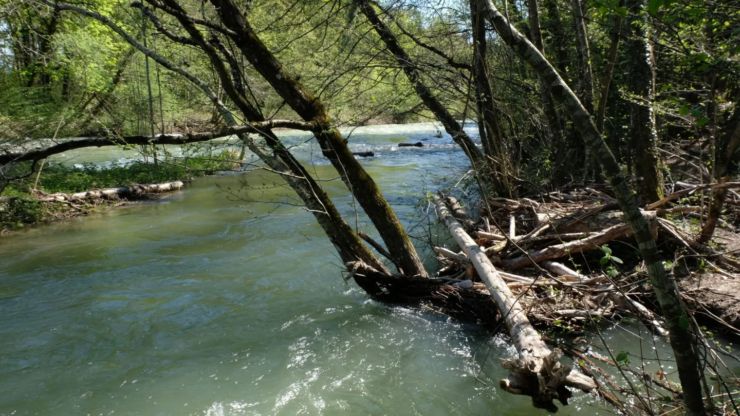 Die Aubonne ist ein wilder Fluss