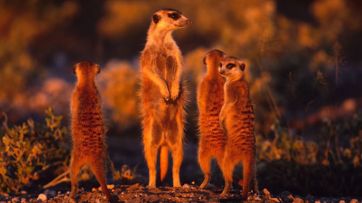 Erdmännchen steht aufrecht und beobachtet die Umgebung aufmerksam