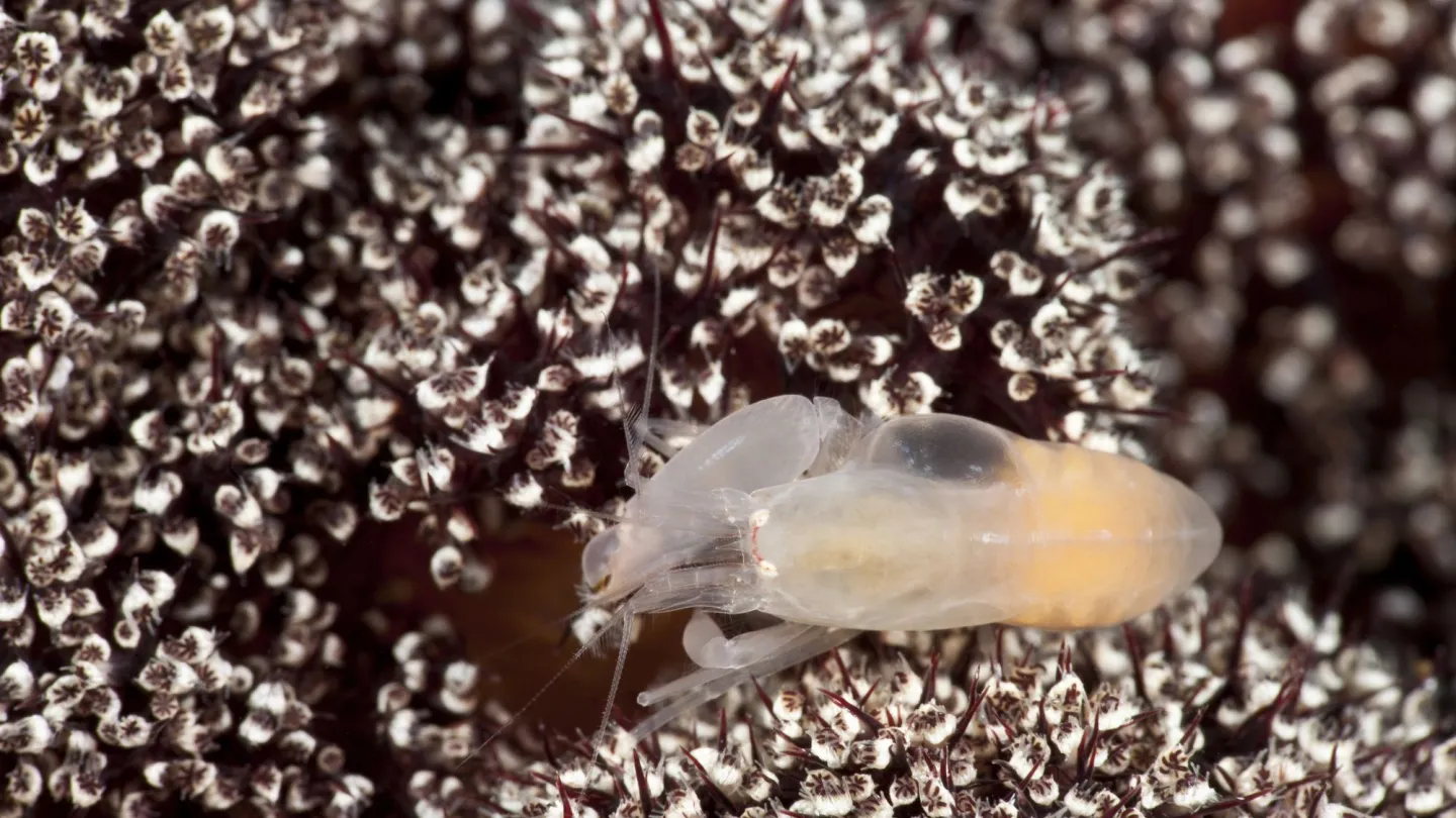 Pistolenkrebs auf einer Koralle