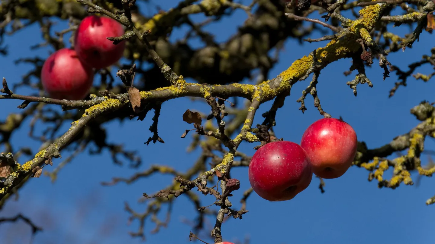 Apfel-Hochstammbaum in Rohrmoos bei Bern