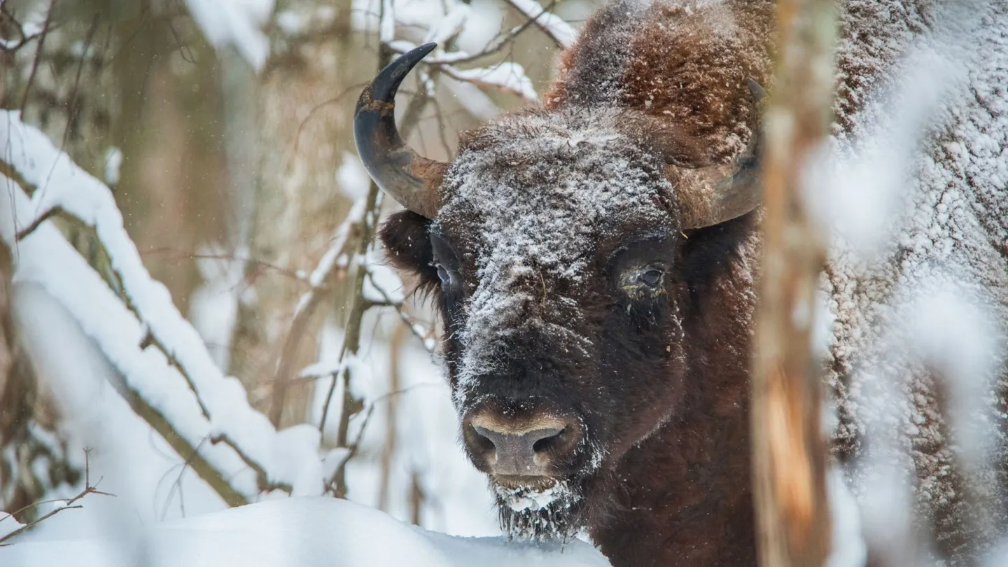 Wisent im Kalunga Zaseki-Reservat