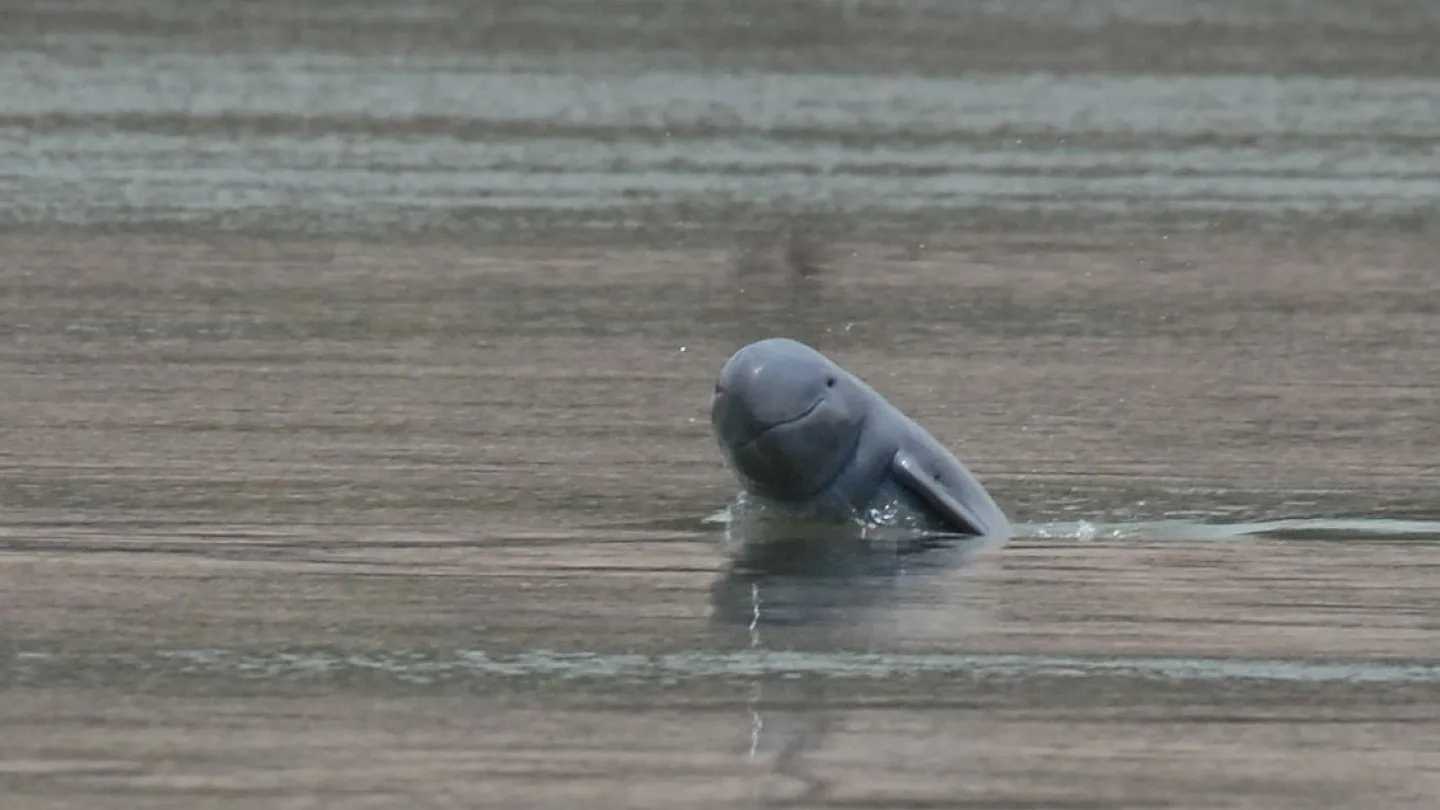 Irawadi-Flussdelfin im Mekong, Kambodscha