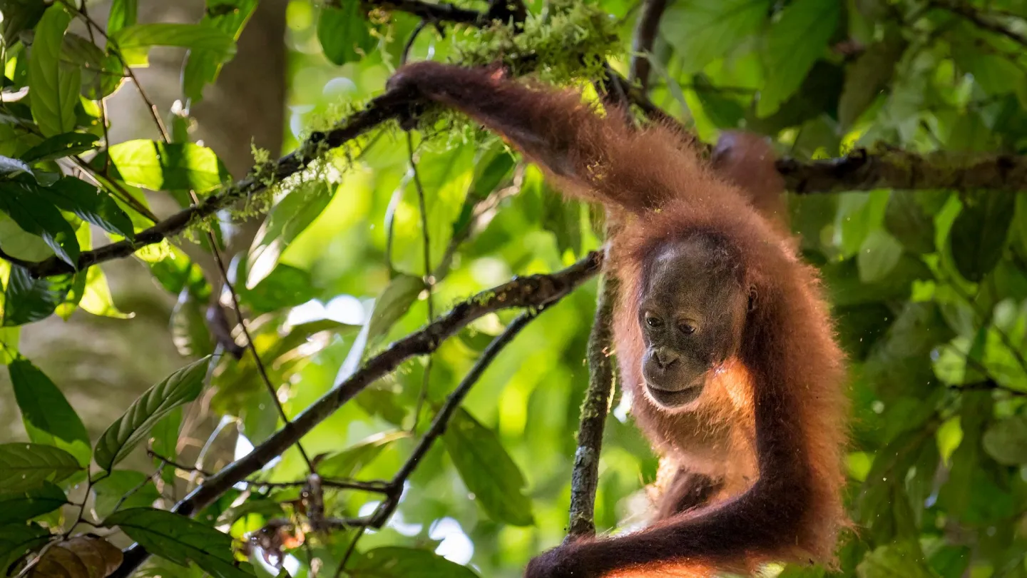 Borneo-Orang-Utan in einem Baum hängend
