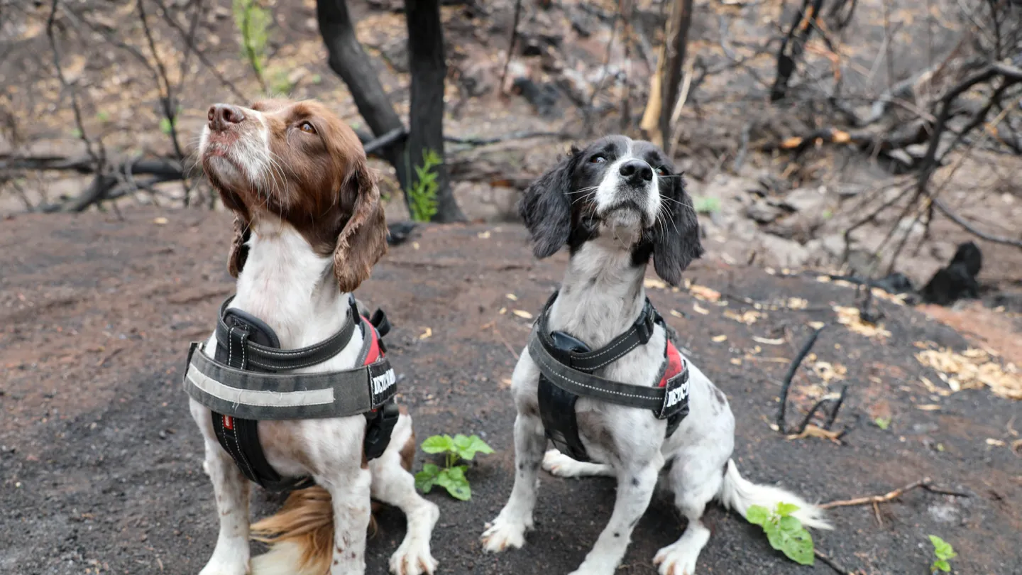 Taz (links) und Missy (rechts) spüren überlebende Wildtiere in Australien auf. 