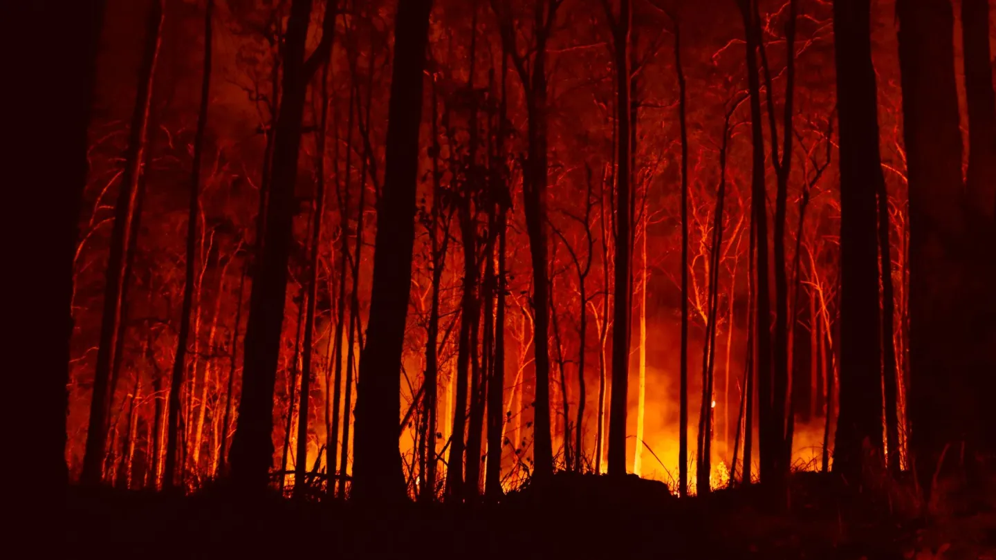 Bäume vor dem australischen Buschfeuer
