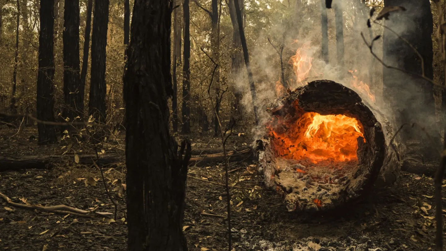 Durch einen Baumstamm sieht man das Feuer