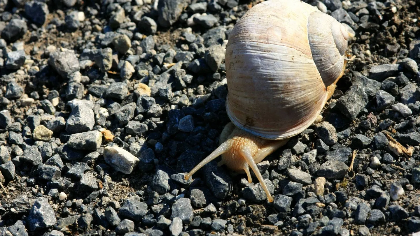 Eine Weinbergschnecke im Kies.