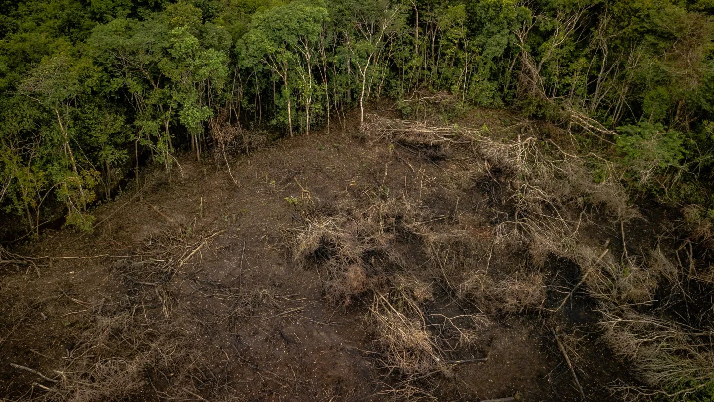 Luftaufnahme der Entwaldung des Amazonas