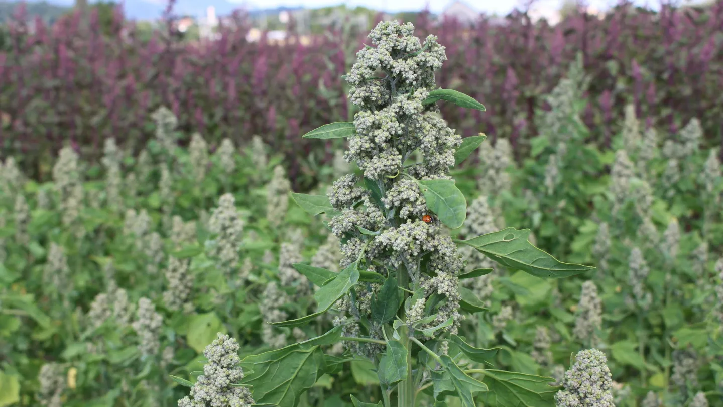 Quinoa