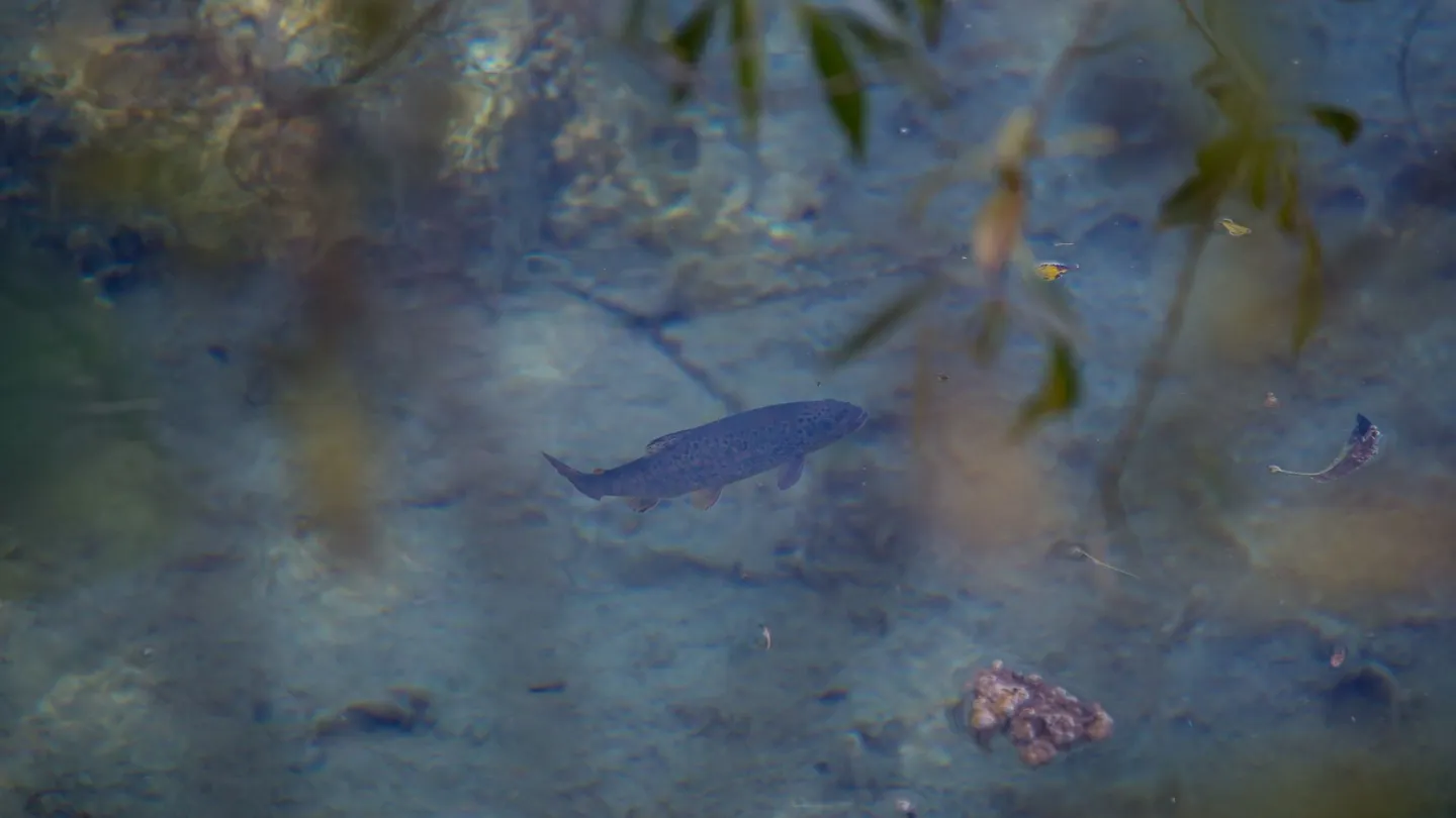 Viele Rote Liste Arten, wie beispielsweise die Bachforelle, sind hier zu Hause