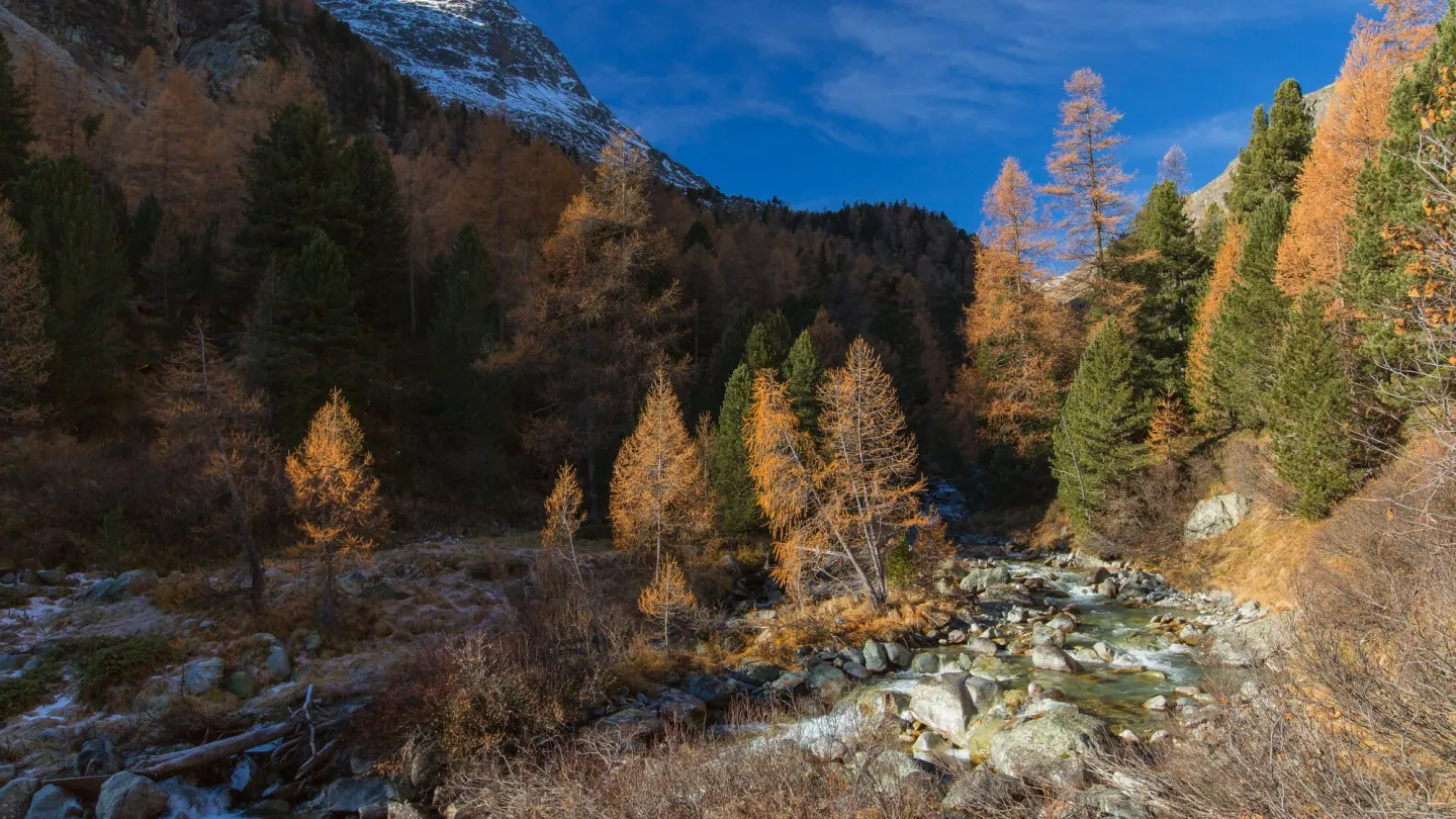 Im und um den Fluss bietet der Beverin vielen Tieren und Pflanzen einen Lebensraum