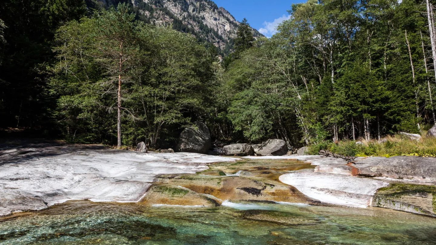 Das Valle di Cresciano Waldreservat beherbergt eine Vielzahl an Arten: Fichten, Buchen, Lärchen, Waldkiefern, Weisserlen und Weisstannen.