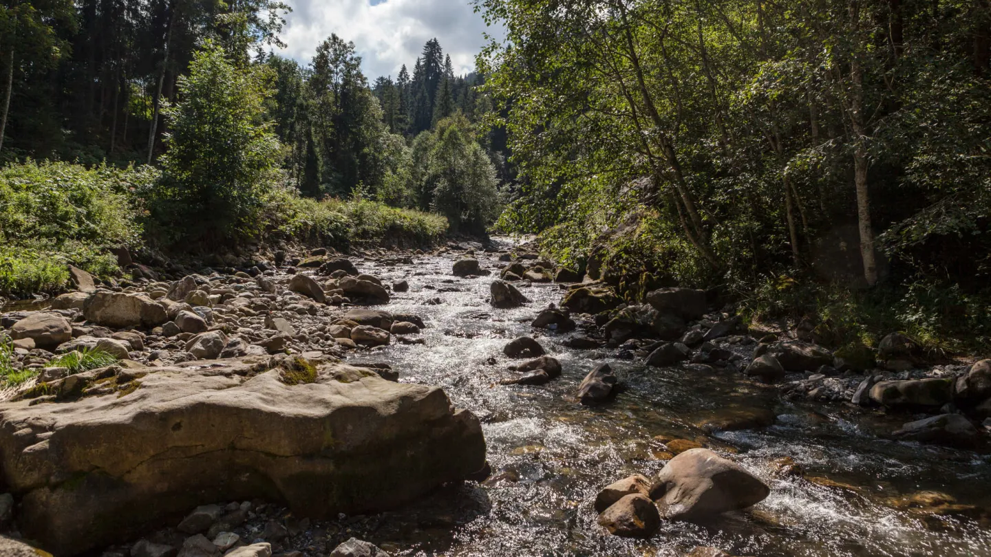 Die Vielseitigkeit der Strukturen in und am Ufer bieten einen Lebensraum für eine Vielzahl an Arten.