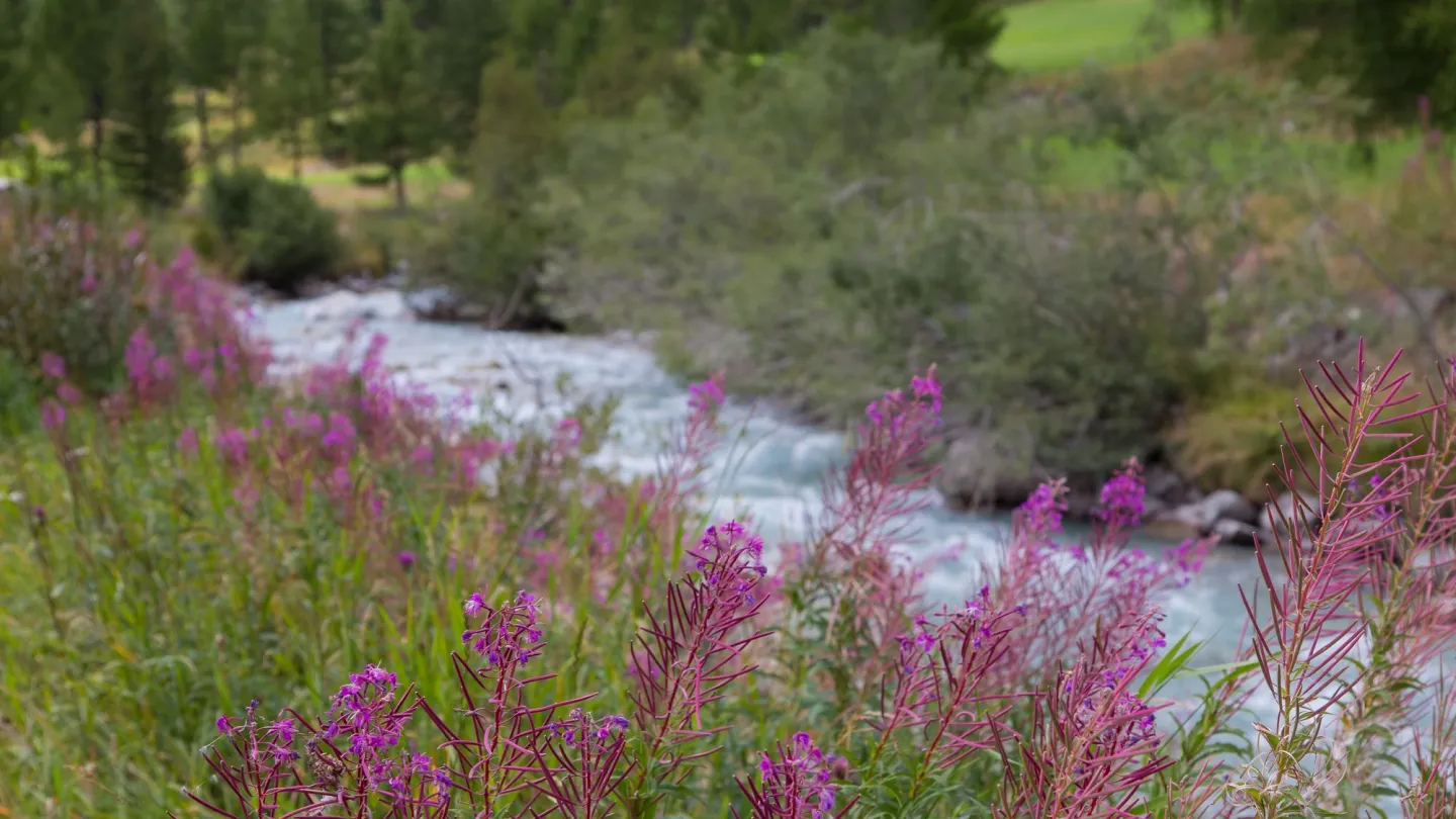 Von Schluchten, Auen im Überschwemmungsbereich zu Flussmäander; der Beverin ist ein vielfältiger Fluss
