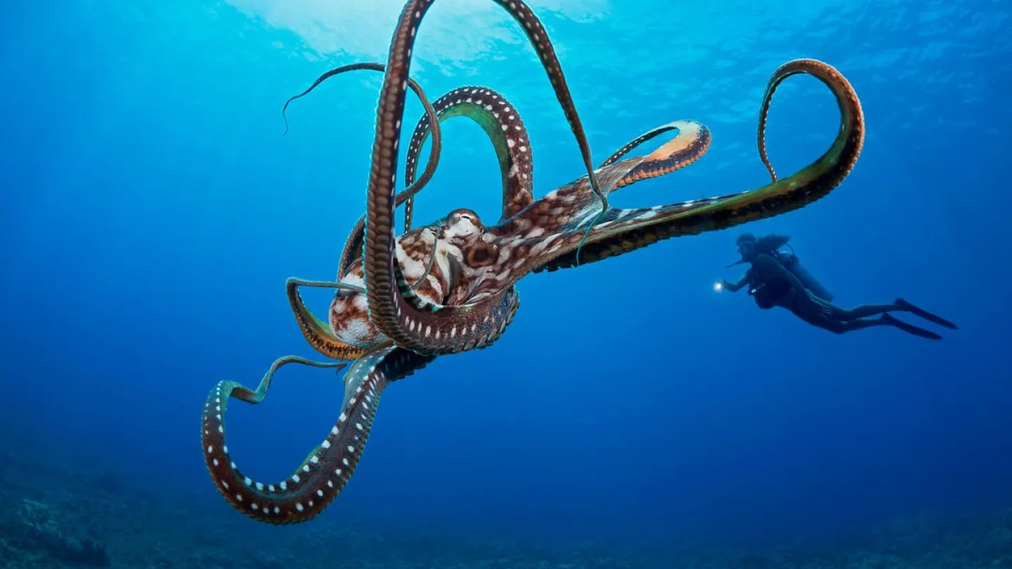 Oktopus mit Taucher