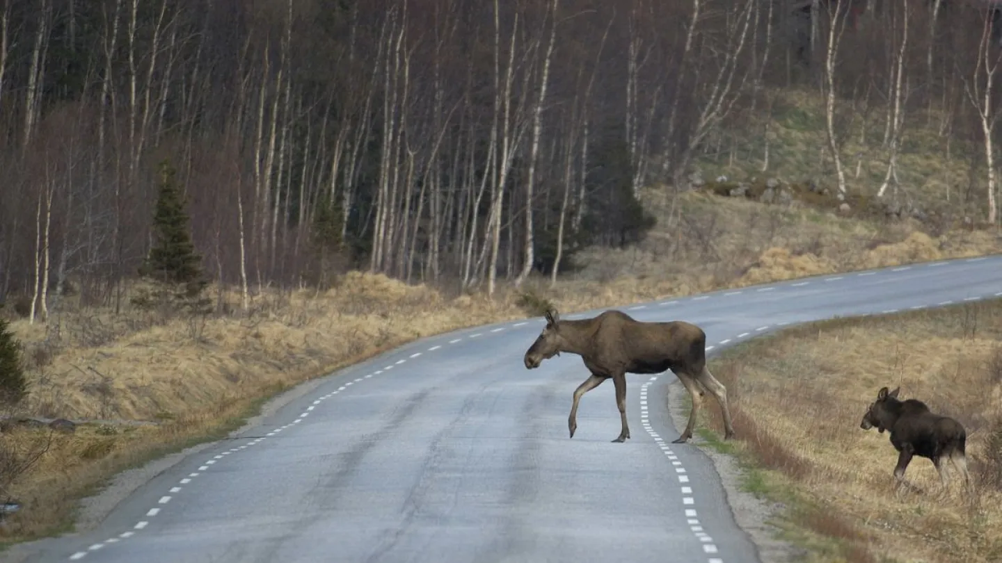 Elch-Mutter mit Jungtier in Lappland