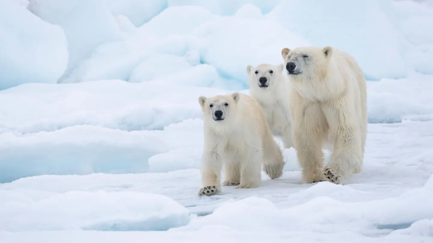 Eisbärenmutter mit zwei Jungtieren in Svalbard, Norwegen