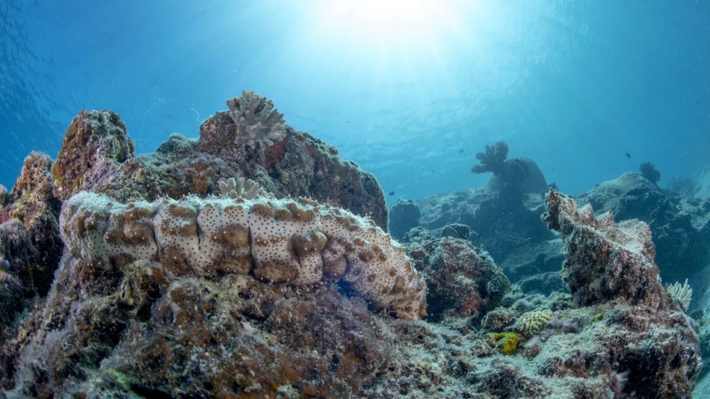 Seegurke vor Fidschi