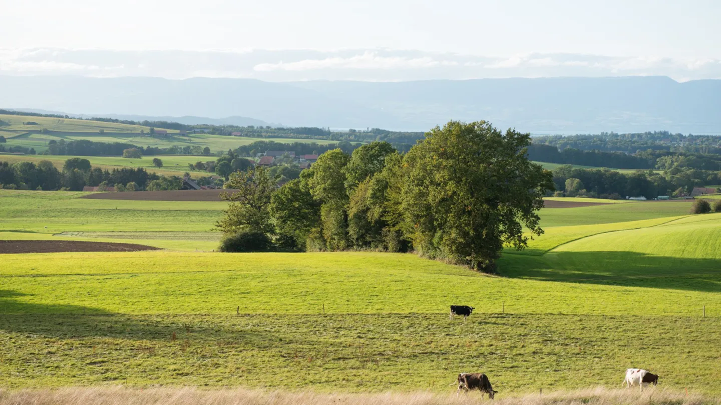 Landwirtschaftliche Fläche, die ökologisch aufgewertet wurde