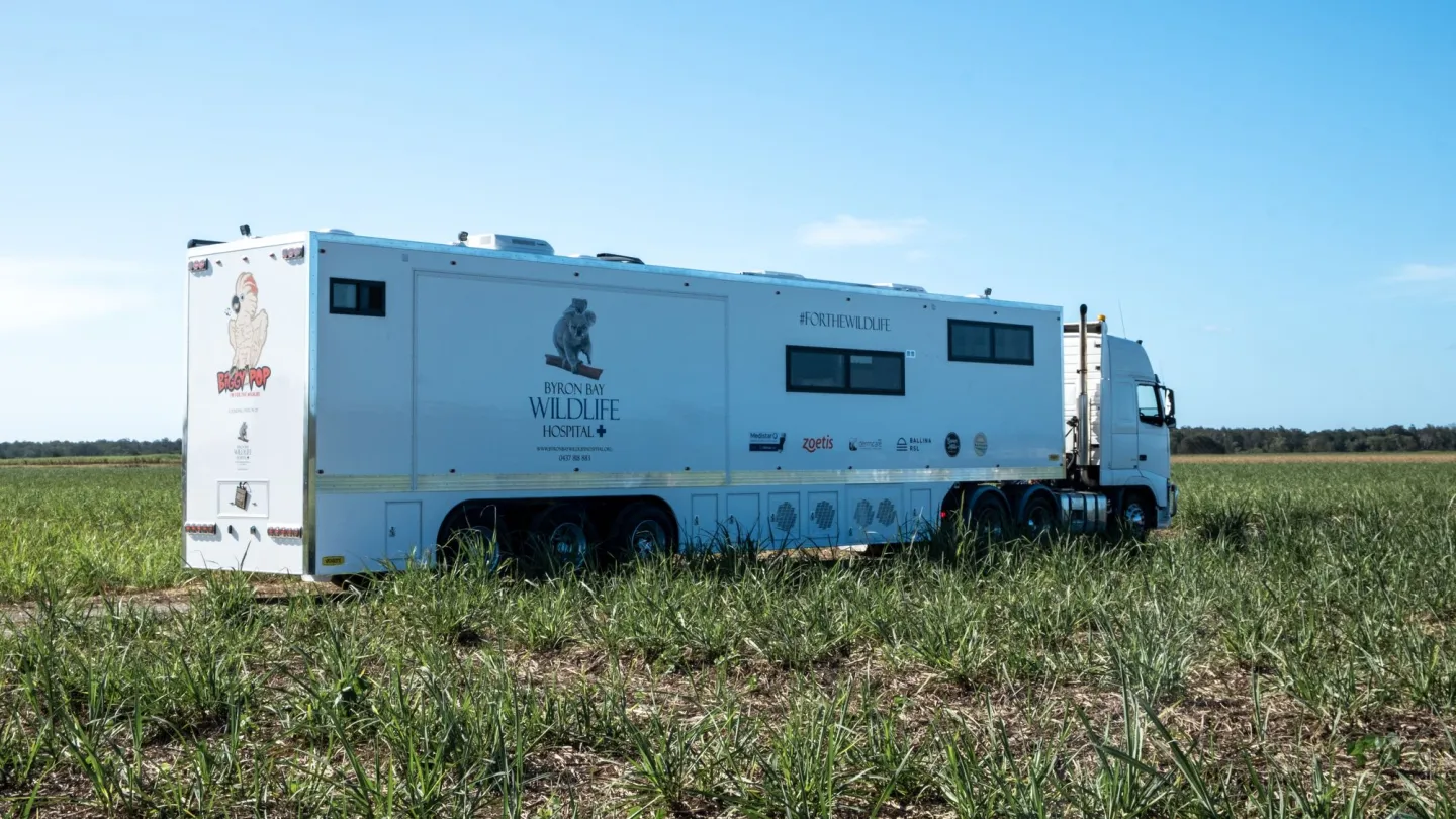 Mobiles Wildtierspital in Byron Bay, Australien