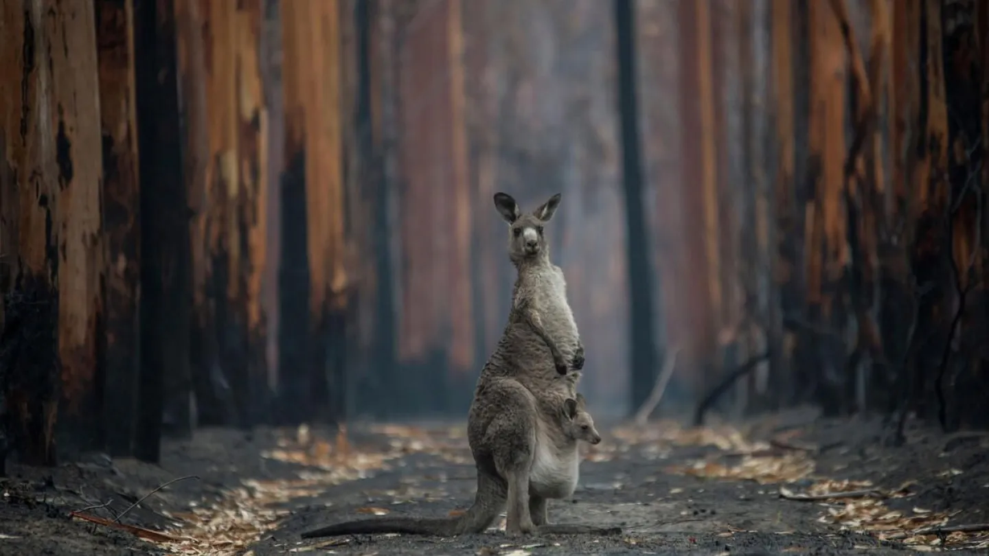 Känguru in verbrannter Landschaft in Australien