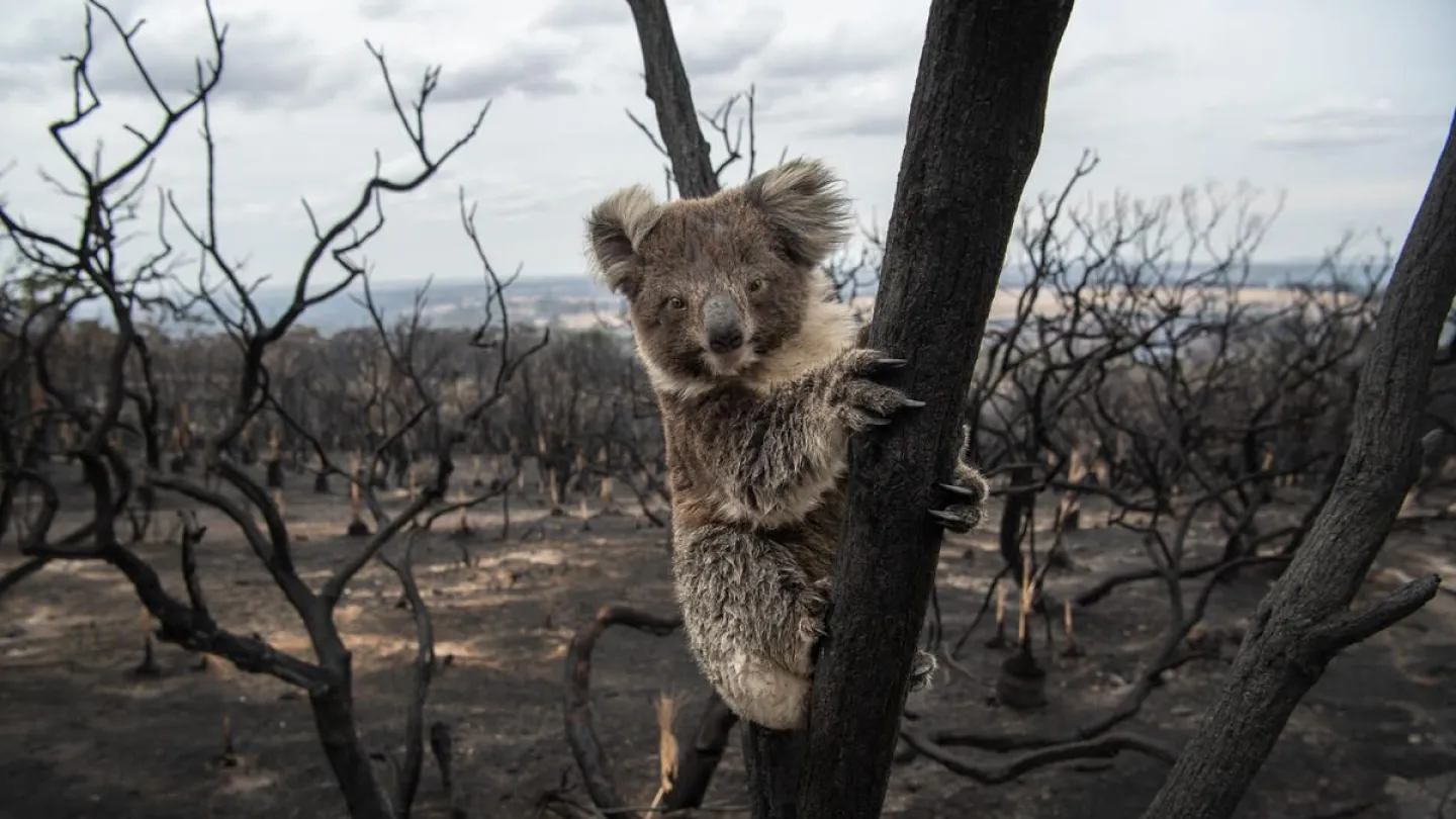 Koala auf verbranntem Baum in Australien