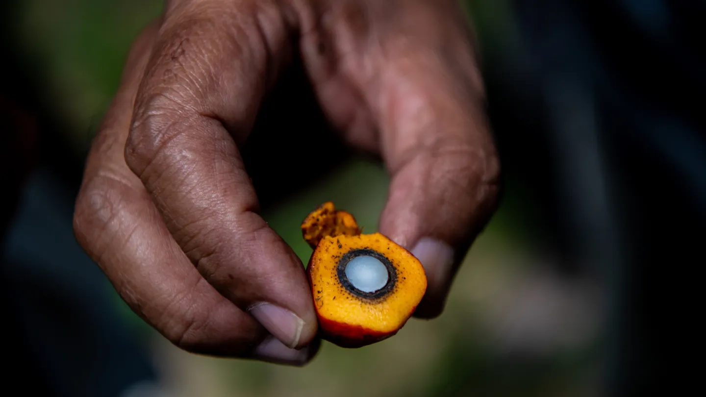 Eine Hand hält eine offene Palmölfrucht, Malaysia