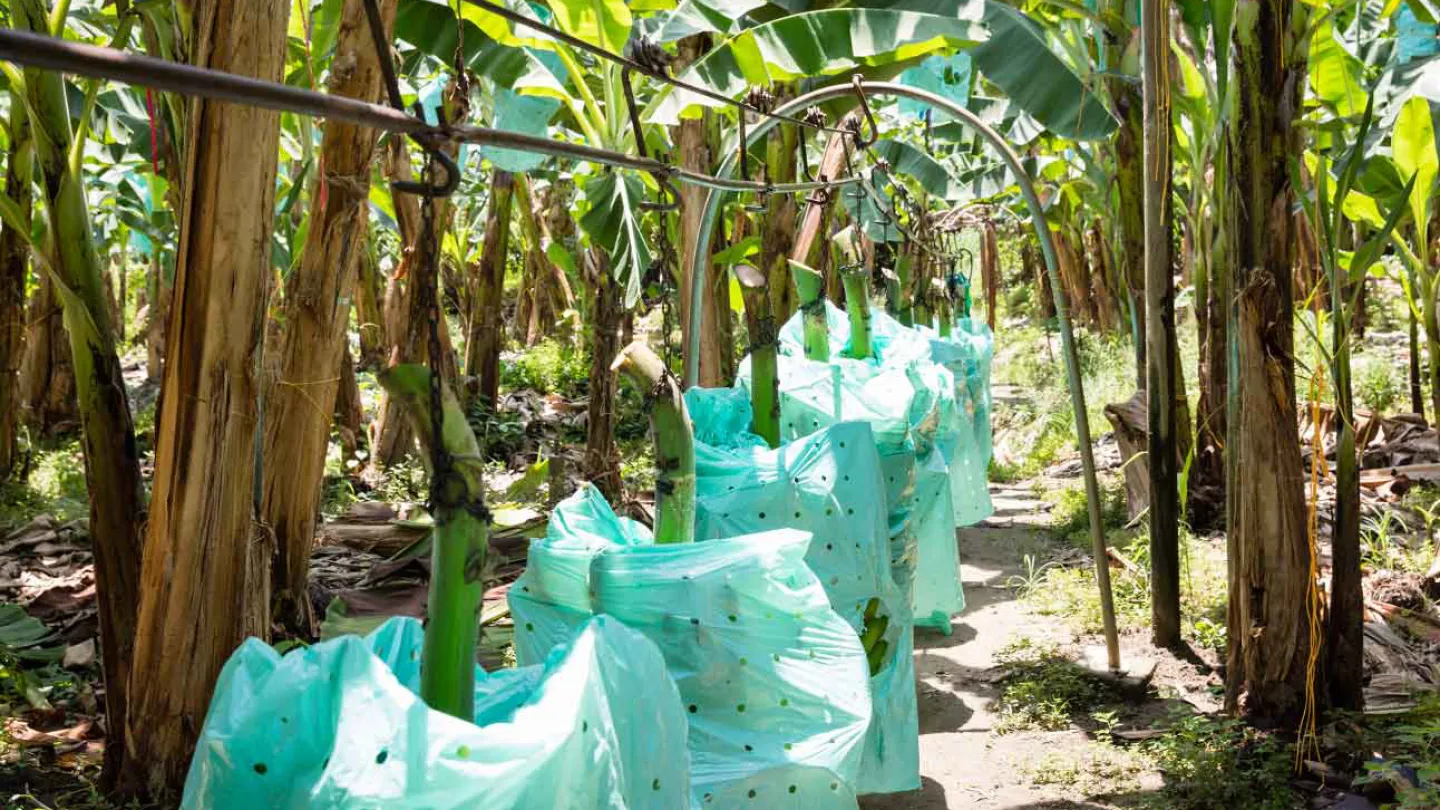 Bananen-Farm