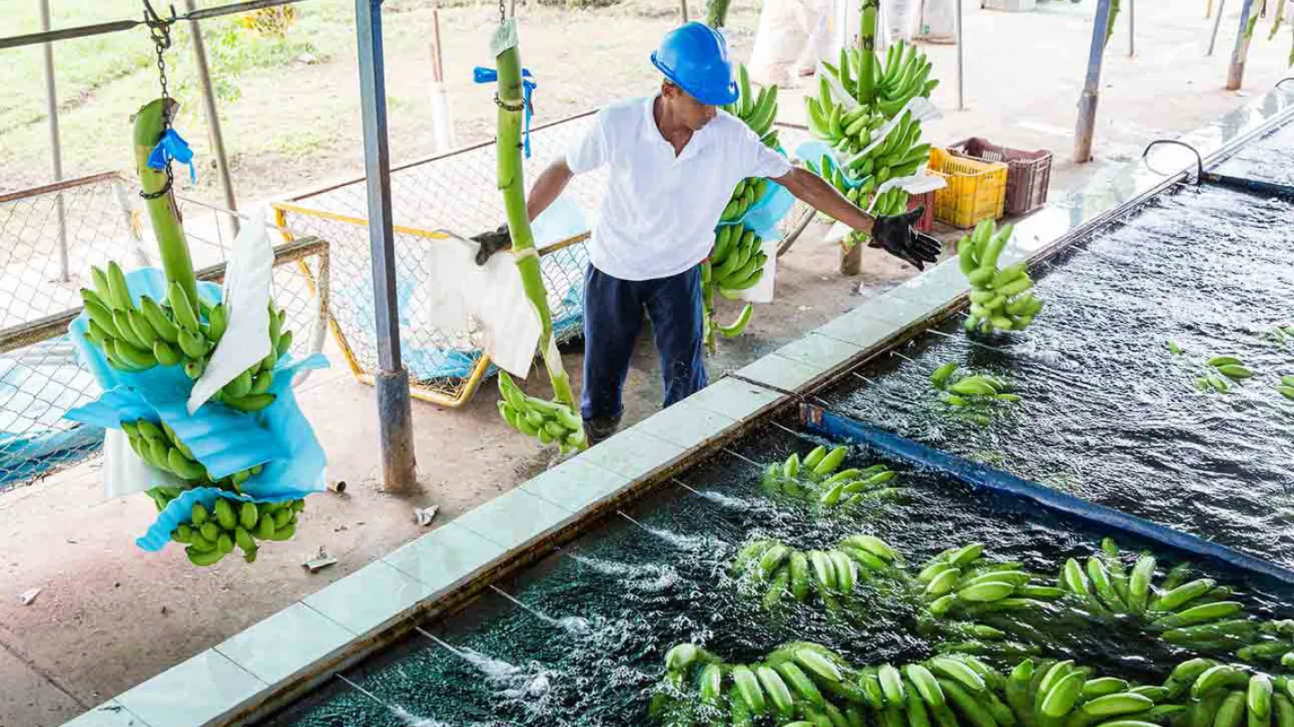 Wassersystem auf Bananenfarm