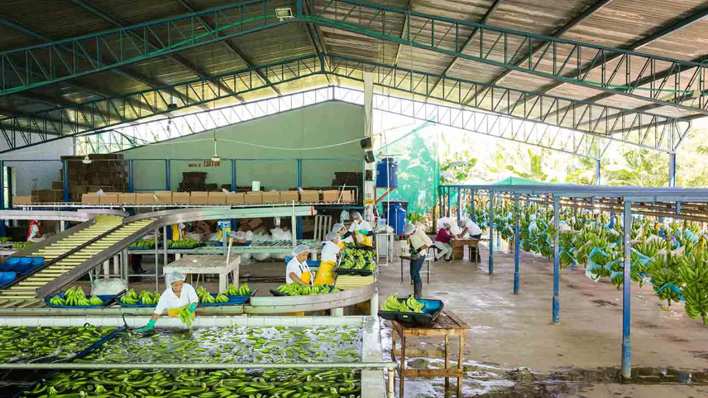 Bananenfarm