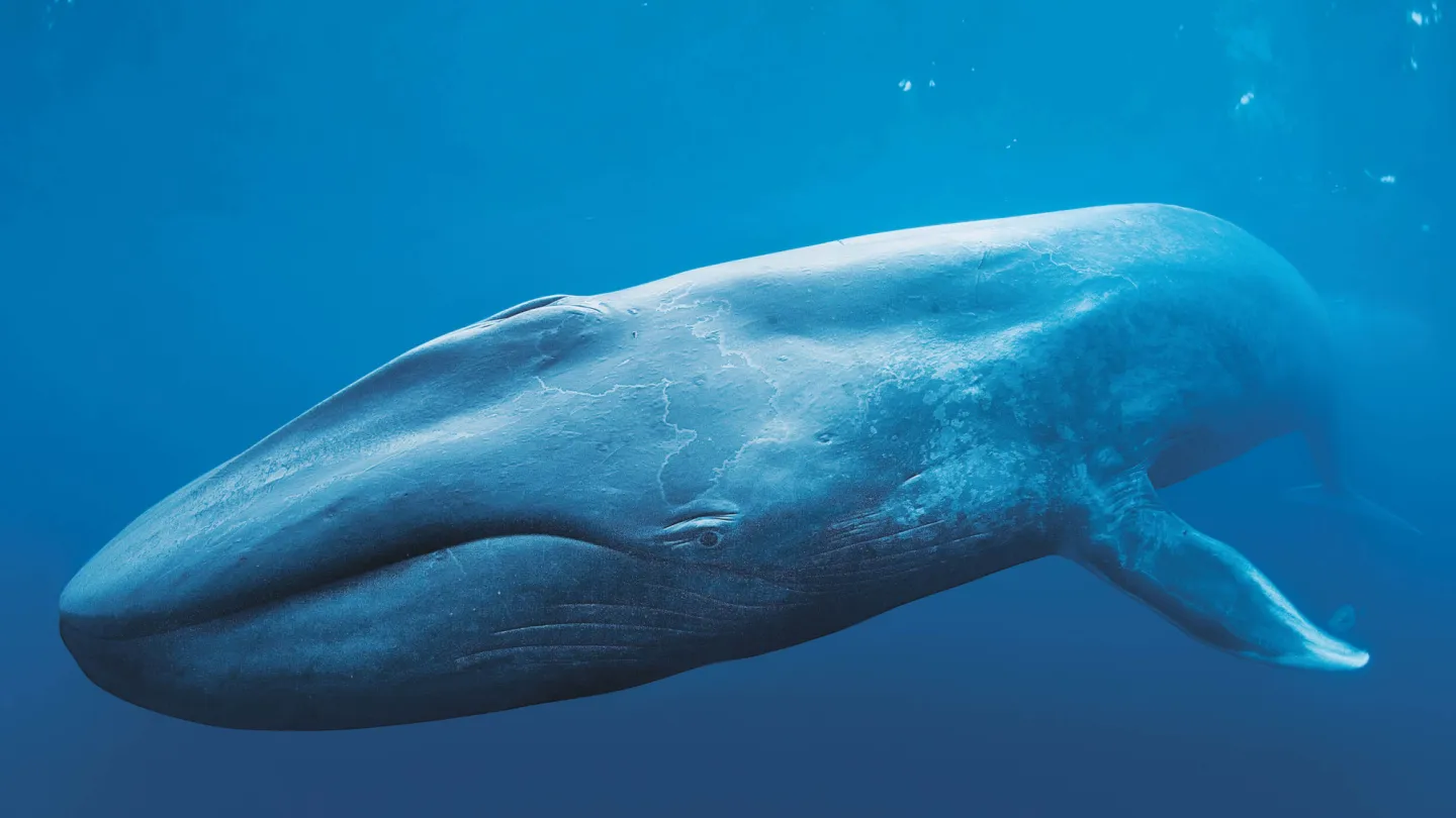 Blue Whale under water 