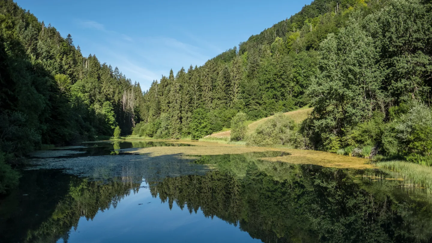 Der Fluss Tabeillon umgeben von Wald