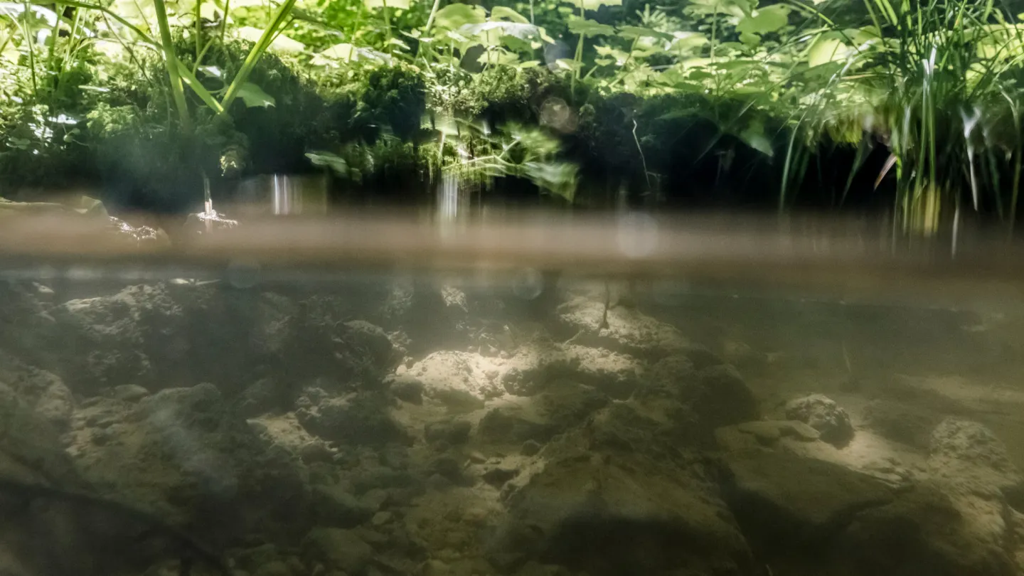Tabeillon unter Wasser