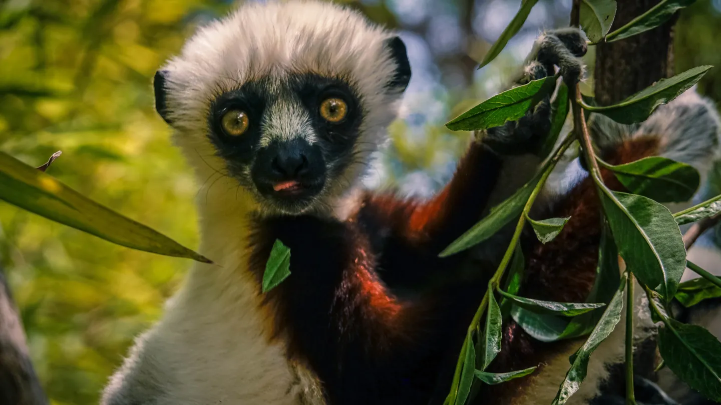 Curious Sifaka on Tree in Madagascar