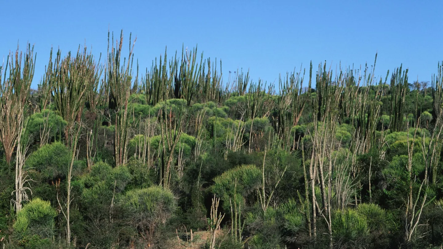 Spiny Forest in Madagascar