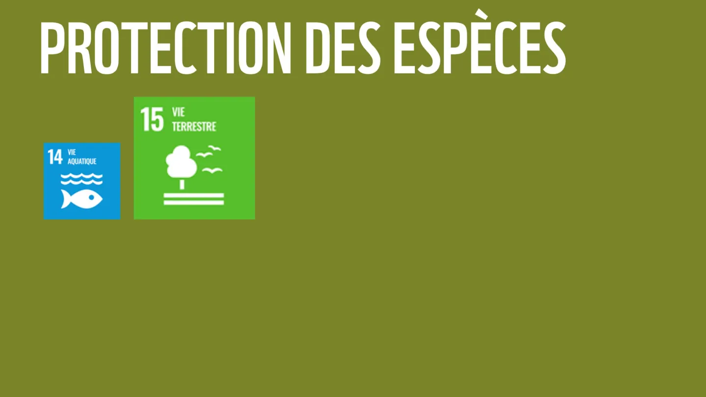 Wie die WWF-Ziele zu den SDGs der Uno beitragen