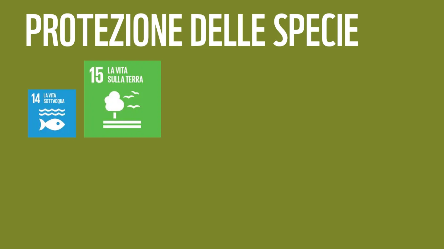 Wie die WWF-Ziele zu den SDGs der Uno beitragen